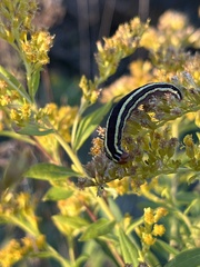 Trichordestra legitima