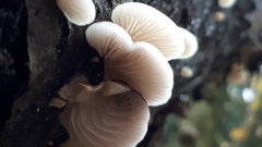 Panellus mitis