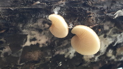 Panellus mitis