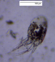 Copepoda