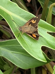 Trapezites symmomus