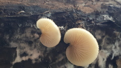 Panellus mitis