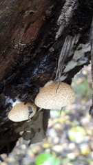 Panellus mitis