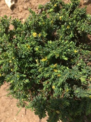 Pimelea serpyllifolia