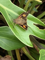Trapezites symmomus