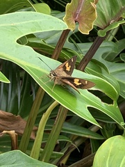 Trapezites symmomus