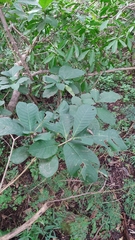 Tabernaemontana glabra