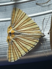 Pityeja histrionaria