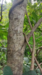 Tabernaemontana glabra