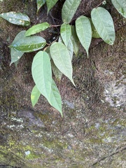 Ficus sarmentosa nipponica