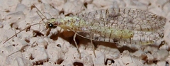 Eremochrysa