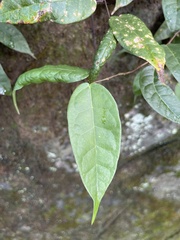 Ficus sarmentosa nipponica