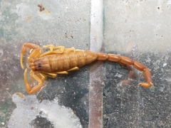 Centruroides