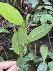 Ficus sarmentosa nipponica