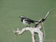 Motacilla maderaspatensis