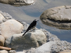 Motacilla maderaspatensis
