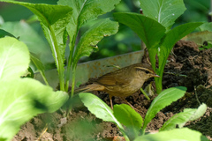 Phylloscopus schwarzi