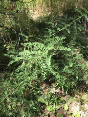 Astragalus penduliflorus