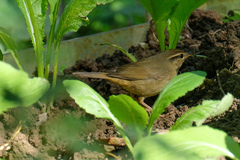 Phylloscopus schwarzi