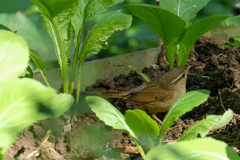 Phylloscopus schwarzi