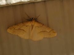 Erannis tiliaria