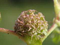 Trifolium glomeratum