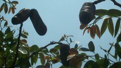 Hymenaea courbaril