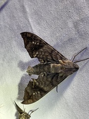 Nyceryx hyposticta