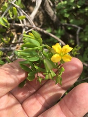 Roepera billardierei