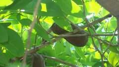 Hymenaea courbaril
