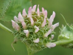 Trifolium glomeratum
