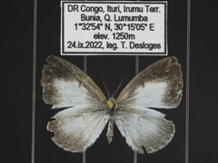 Spalgis lemolea lemolea