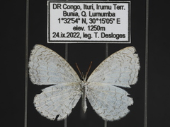 Spalgis lemolea lemolea