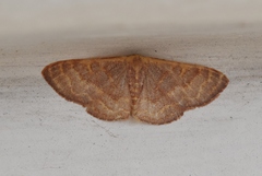 Leptostales pannaria