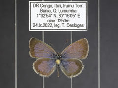 Zizeeria knysna knysna