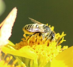 Megachile parallela