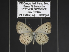 Zizeeria knysna knysna