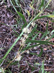 Hakea salicifolia