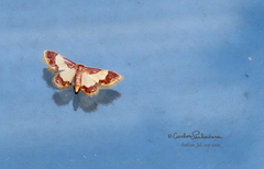 Idaea basinta