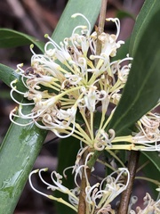 Hakea salicifolia