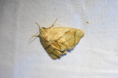 Apoda y-inversa