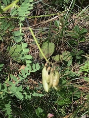 Astragalus penduliflorus