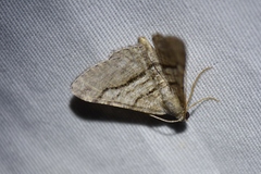 Digrammia continuata