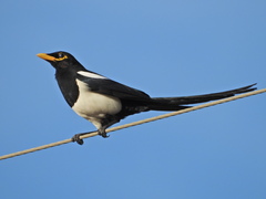Pica nuttalli