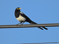 Pica nuttalli