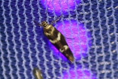 Scythris trivinctella