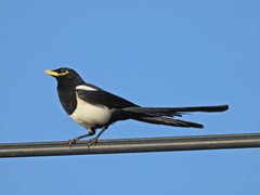 Pica nuttalli