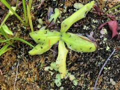Pinguicula macroceras