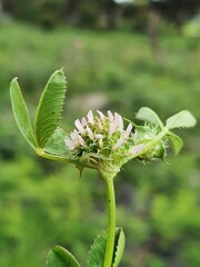 Trifolium glomeratum