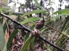 Hakea salicifolia